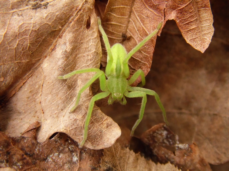 Le immagini della natura ...di una passeggiata